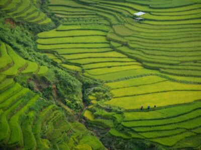 Rice Farming Vietnam