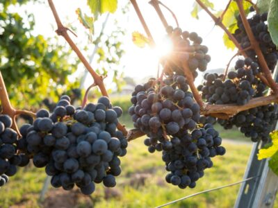 Vineyards Nasik Tour