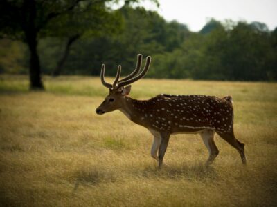 Ranthambore Parl