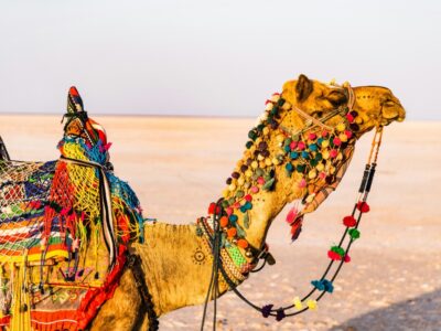 Rann Of Kutch desert Camel