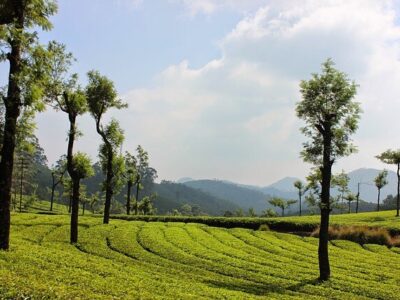 Munnar Tea Plantation