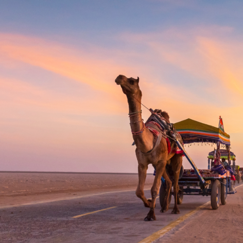 White Rann